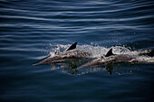 Long-beaked common dolphins (Delphinus capensis), Gulf of California (Sea of Cortez), Baja California, Mexico