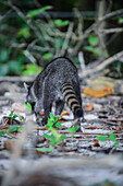 Raccoon on the beach in Manuel Antonio National Park, Costa Rica