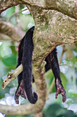 Panamanian White-faced Capuchin in Manuel Antonio National Park, Costa Rica