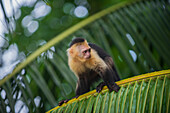 Portrait of Panamanian White-faced Capuchin on tree branch in Manuel Antonio National Park, Costa Rica