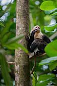 Weißgesichtskapuziner aus Panama klettert auf einen Baum im Manuel-Antonio-Nationalpark, Costa Rica