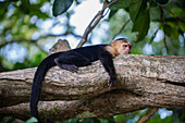 Panamanian White-faced Capuchin laying relaxed on tree branch in Manuel Antonio National Park, Costa Rica