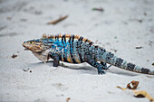 Blue and orange crested iguana on the beach in Manuel Antonio National Park, Costa Rica
