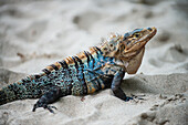 Blue and orange crested iguana on the beach in Manuel Antonio National Park, Costa Rica