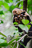 Panamanian White-faced Capuchin eating on a tree in Manuel Antonio National Park, Costa Rica