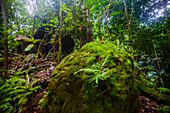 Manuel Antonio-Nationalpark in Costa Rica