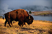 Amerikanischer Bison (Bison bison) im Yellowstone-Nationalpark, USA