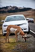 Visitors admire a Pronghorn Antelope (Antilocapra americana) in Yellowstone National Park, USA