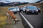 Visitors admire a Pronghorn Antelope (Antilocapra americana) in Yellowstone National Park, USA