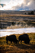 Amerikanischer Bison (Bison bison) im Yellowstone-Nationalpark, USA