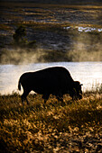 Amerikanische Bisons (Bison bison) im Yellowstone-Nationalpark, USA