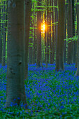 The Hallerbos forest, known for its carpet of Bluebells (Hyacinthoides non-scripta) on the forest floor in springtime, Belgium, Flemish Brabant, Hallerbos