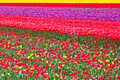 Tulpenfelder bei Lisse, Süd-Holland, Niederlande