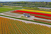 Tulpenfelder in der Nähe von Lisse, Süd-Holland, Niederlande