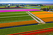 Tulip fields in Schagen near Alkmaar and Den Helder, North Holland, Netherlands