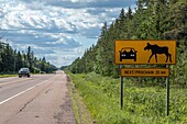 Moose crossing road sign, new brunswick, kanada, nordamerika