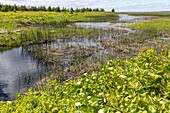 The natural marches on miscou island, new brunswick, canada, north america