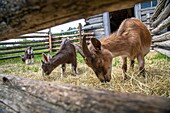 Goat farm, robichaud house and farm built in 1846, historic acadian village, bertrand, new brunswick, canada, north america