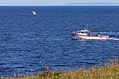 Lobster fisher in the bay of the gulf of saint laurent, pokeshaw, new brunswick, canada, north america