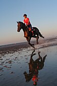 Ausbildung von Rennpferden am Strand von Cabourg, Côte Fleurie, Calvados, Normandie, Frankreich