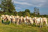 Herd of charolaise cows, rugles, normandy, france