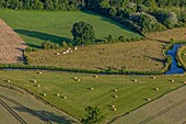 Ackerbau und Viehzucht im Risle-Tal, la vieille-lyre, eure, normandie, frankreich
