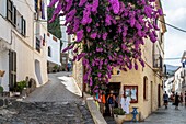 Pink bougainvillea in the steep streets of the village, cadaques, costa brava, catalonia, spain