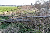 Umgestürzte Bäume am Flussufer, ungepflegte Ufer unter der Verantwortung der Uferbewohner, eure, normandie, frankreich
