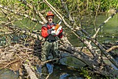 Clearing the river and its logjams with a chainsaw, valley of the risle, eure, normandy, france