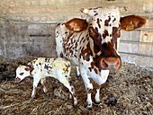 Normandy cow with her newborn calf in the farmer's stable, saint-lo, manche, normandy, france