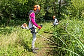 Maintenance of the golf pastoral de la charentonne golf course, natura 2000 class, workers with the esat les ateliers du coudray, adapei27, bernay, eure, normandy, france