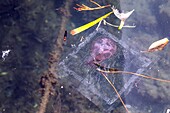 Plastic pollution and pelagic jellyfish or mauve stingers which cause acute pain on the skin, cap esterel, saint-raphael, var, france