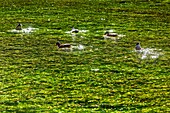Wild ducks on the clear, pure water of the sorgue, fontaine-de-vaucluse, france