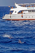 Tauchen mit den Delfinen im Roten Meer, Hurghada, Ägypten, Afrika