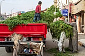 Fodder of green plants for livestock (camels, horses) near the pyramids of giza, cairo, egypt, africa