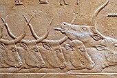 Farm with a herd of cows, bas-relief in the mastaba of kagemni, vizier during the reign of king teti, saqqara necropolis, region of memphis, former capital of ancient egypt, cairo, egypt, africa