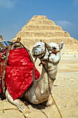 Kamel vor der Stufenpyramide des Djoser, dem ältesten Bauwerk aus Stein und der ersten Pyramide der Geschichte, Nekropole von Sakkara aus dem Alten Reich, Region Memphis, ehemalige Hauptstadt des Alten Ägypten, Kairo, Ägypten, Afrika