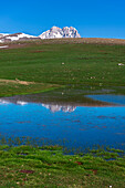 Reflection of the snowy peak of Gran Sasso in the water of a small lake and green meadows at spring, Gran Sasso and Monti della Laga national park, L’Aquila province, Abruzzo, Italy