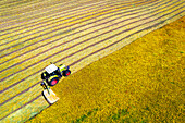 Luftaufnahme eines Traktors auf einem Feld, der Gras für Heu schneidet, Provinz Frosinone, Region Ciociaria, Latium, Mittelitalien, Italien