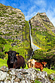 Kühe auf der grünen Weide von Faja Grande vor dem Wasserfall von Poco do Bacalhau und dem Regenbogen, Gemeinde Lajes das Flores, Insel Flores (Ilha das Flores), Azoren-Archipel, Portugal, Europa