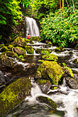 Man admiring in front of the waterfall of Poco Ribeira do Ferreiro among lush leaves and vegetation, Poco Ribeira do Ferreiro (Alagoinha), Lajes das Flores municipality, Flores Island (Ilha das Flores), Azores archipelago, Portugal, Europe