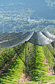 Schutznetze auf Apfelplantagen gegen Hagel, Valtellina, Provinz Sondrio, Lombardei, Italien
