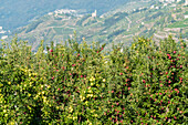 Lush foliage of apple trees in the orchards, Valtellina, Sondrio province, Lombardy, Italy