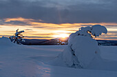 Sonnenuntergang auf kahlen, schneebedeckten Bäumen auf dem Levi-Hügel während des kalten Winters, Sirkka, Kittila, Lappland, Finnland