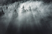 Lights and shadows in the woods during a foggy sunrise, Dolomites, Italy