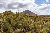 Prickly pears and cactus surrounding the volcanic mountain, La Oliva, Fuerteventura, Canary Islands, Spain