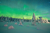 Mit Schnee bedeckte Fichten im arktischen Wald unter den Nordlichtern, Iso Syote, Lappland, Finnland
