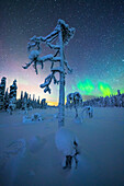 Aurora Borealis in the starry night sky over the frozen forest, Iso Syote, Lapland, Finland
