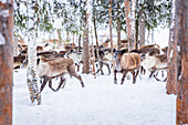 Von samischem Nomadenvolk gehütete Rentiere im verschneiten Wald, Lappland, Schweden