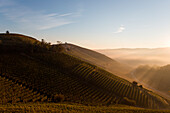 Die Weinberge von Barbaresco und Barolo im Herbst bei Sonnenaufgang, Italien, Piemont, Bezirk Cuneo, Langhe